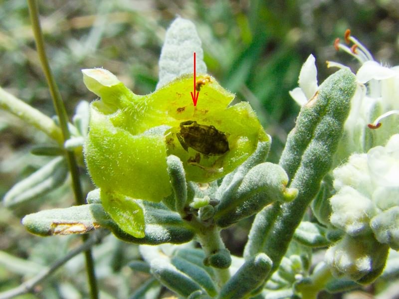 Copium teucrii (Host, 1788)